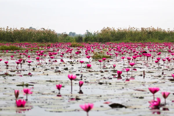 The Lake of water lily, Udonthani, Thailand — Stock Photo, Image