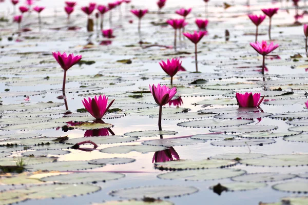 Jeziora nenufar, udonthani, Tajlandia — Zdjęcie stockowe