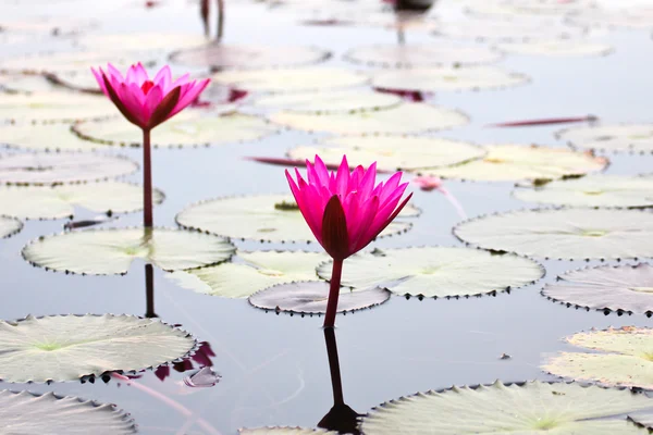 The Lake of water lily, Udonthani, Thailand — Stock Photo, Image