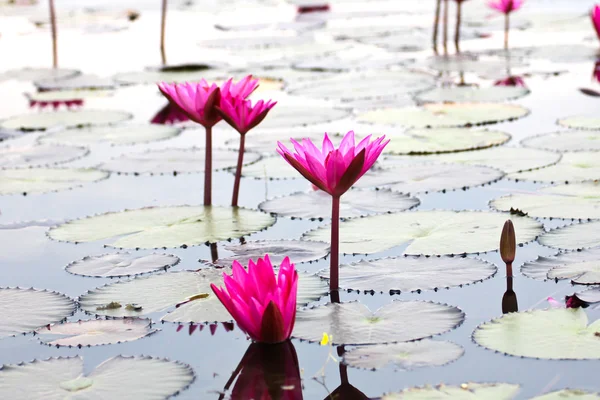 Il lago di ninfee, Udonthani, Thailandia — Foto Stock