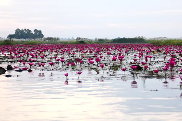 The Lake of water lily, Udonthani, Thailand — Stock Photo, Image