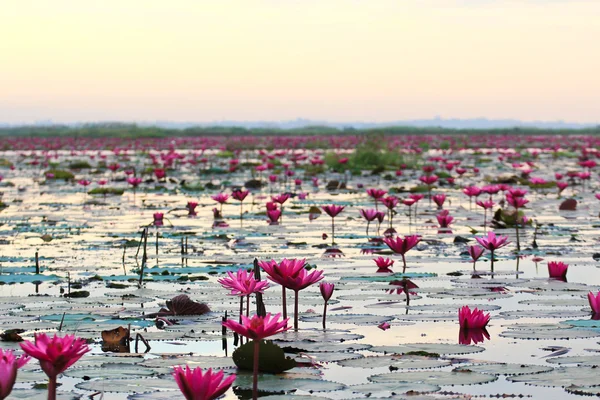 The Lake of water lily, Udonthani, Thailand — Stock Photo, Image