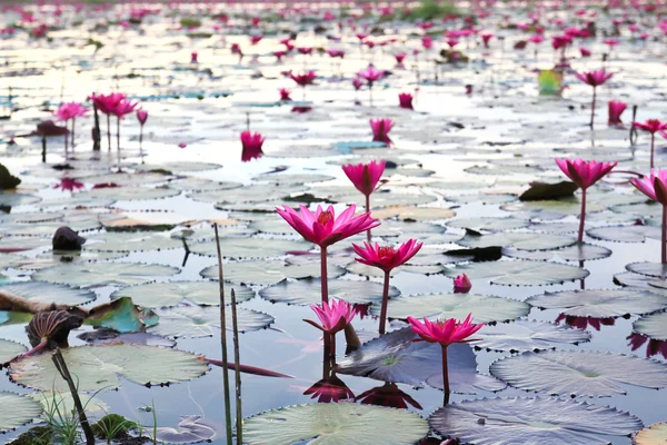 Jeziora nenufar, udonthani, Tajlandia — Zdjęcie stockowe