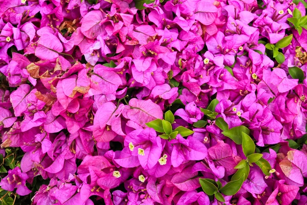 Closeup de flor de Bougainvillea — Fotografia de Stock