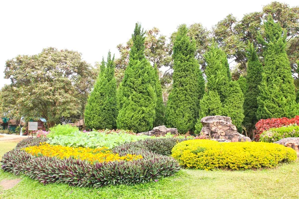 Garden with pine trees — Stock Photo, Image