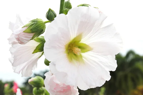 Белый холлихок (Althaea rosea) цветет — стоковое фото