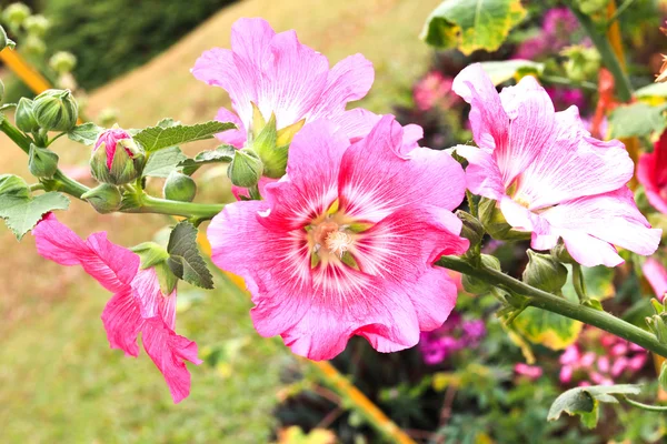 Άνθη ροζ hollyhock (Αλθαία rosea) — Φωτογραφία Αρχείου