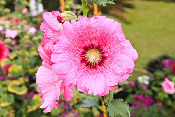 Розовый холлихок (Althaea) — стоковое фото