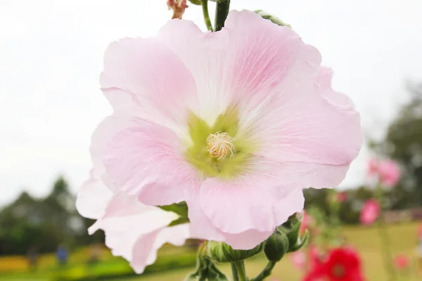 Pink hollyhock (Althaea rosea) blossoms — Stock Photo, Image