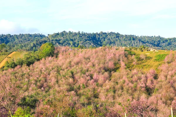 Sakura de Thaïlande ou Prunus cerasoides à la montagne Phu Lom Lo — Photo