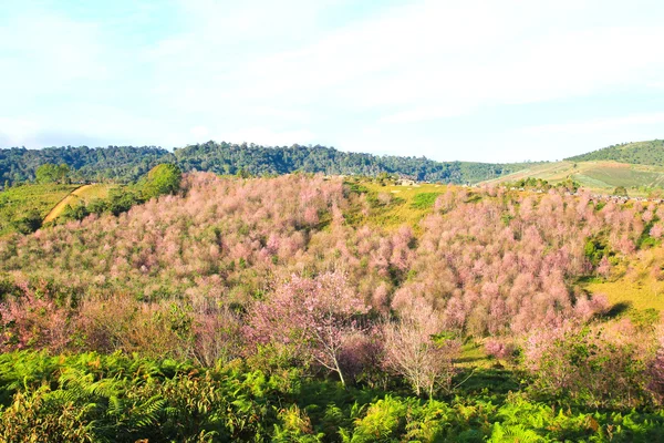 Thailands sakura eller Prunus cerasoides på Phu Lom Lo mountain — Stockfoto