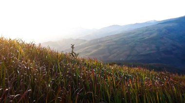 Sabah güneş sis orman Milli Parkı, Tayland üzerinden