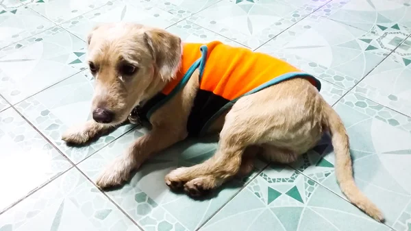 Thai dog in house, Thailand. — Stock Photo, Image