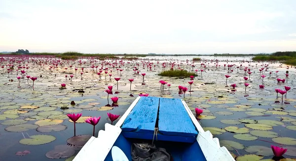 Il lago di ninfee, Udonthani, Thailandia — Foto Stock