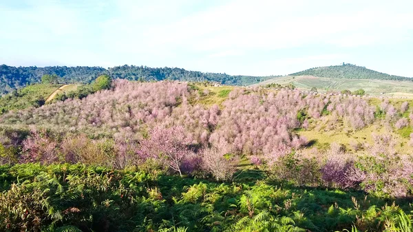 Sakura thaïlandais ou Prunus cerasoides à la montagne Phu Lom Lo, Loei, Thaïlande . — Photo