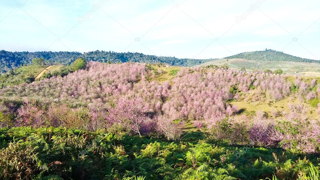 Thailand's sakura or Prunus cerasoides at Phu Lom Lo mountain, Loei , Thailand.