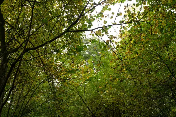 Hojas Otoño Fotografiadas Desde Abajo — Foto de Stock