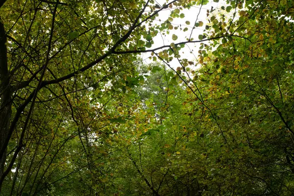 Herbstblätter Von Unten Fotografiert — Stockfoto