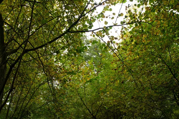 Hojas Otoño Fotografiadas Desde Abajo — Foto de Stock