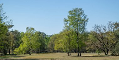 Ormanın yanındaki bir parkın önünde duran ağaçlar