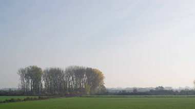 Puslu Hollanda polen peleriniyle çekilen sıra sıra ağaçlar sonbahar mevsiminde çekildi