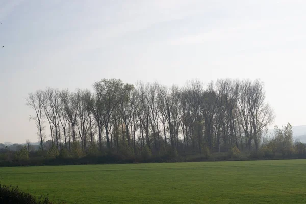 Misty Dutch Polder Landscape Netherlands Europe — Stock fotografie