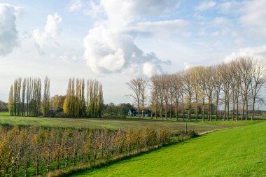 Hollanda bölgesinde Beuningen ve Weurt arasındaki sıra sıra ağaç, tipik Hollanda Doğa Sahnesi