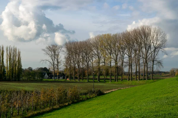 Hollanda Bölgesinde Beuningen Weurt Arasındaki Sıra Sıra Ağaç Tipik Hollanda — Stok fotoğraf