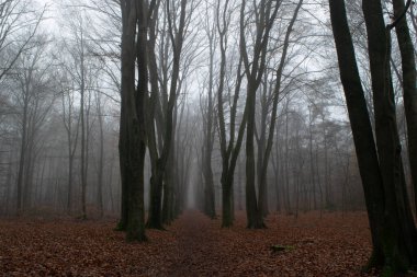 Sonbaharda Orman, Sis ve yağmur