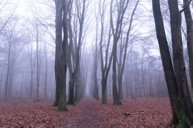 Sonbaharda Orman, Sis ve yağmur