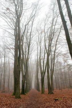 Sonbaharda Orman, Sis ve yağmur
