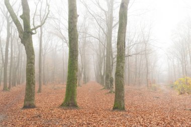 Sonbaharda Orman, Sis ve yağmur