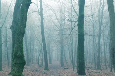 Büyülü bir ormanda iki kişi kayboldu.