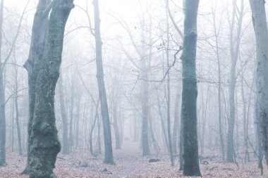 Büyülü bir ormanda iki kişi kayboldu.