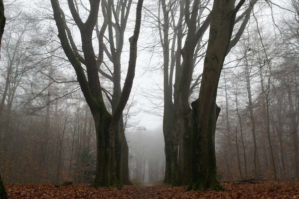Wald Herbst Nebel Und Regen — Stockfoto