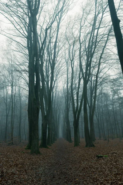 Bosque Otoño Niebla Lluvia — Foto de Stock