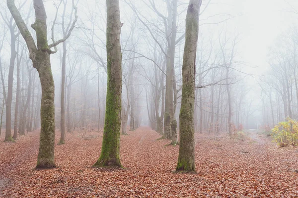 Wald Herbst Nebel Und Regen — Stockfoto
