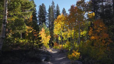 Erkek Yürüyüşçü, sakin sonbahar orman patikasında canlı renkler ve bereketli ağaçların arasından süzülen ılık güneş ışığı açık havada huzur arayan doğa aşıkları için mükemmel.