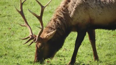 Taze yeşil çimlerde otlayan vahşi geyikler, güçlü boynuzlar ve dokulu kürkler görünür, doğal ortamda barışçıl vahşi yaşam sahnesi hayvan davranışları ve doğadaki denge üzerine odaklanmış durumda.