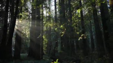 Yumuşak güneş ışığının yoğun orman ağaçlarının arasından süzülerek parlayan gölgeler, katmanlı derinlik ve yeşil ormanlık ortamda sakin bir doğal ruh hali yaratır. Kaliforniya 'daki Redwood Park