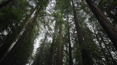 Uzun sekoya ağaçları, yalnız bir insanın dar bir patikada yürüdüğü derin yeşil bir orman sahnesi yaratır. Güneş ışığı dalların arasından süzülür, sakin doğa havası, Kuzey Kaliforniya vahşi doğası.