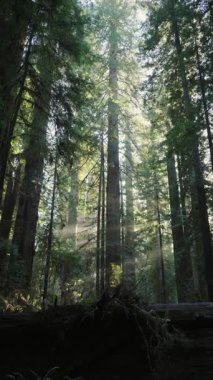 Yeşil eğreltiotları ve yumuşak filtrelenmiş güneş ışığıyla çevrili gür ormanlarda yüksek sekoya ağaçlarının çekimleri Kaliforniya 'daki Redwood Ulusal ve Eyalet Parklarında sakin bir doğal atmosfer yaratıyor..