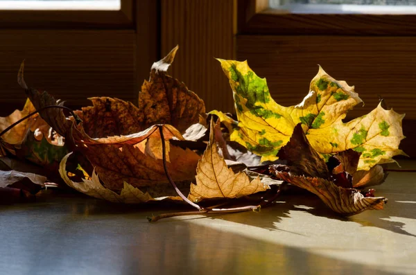秋天的叶子在窗台上 在阳光的照耀下美丽的质感 美丽的背景 秋天的心情 — 图库照片