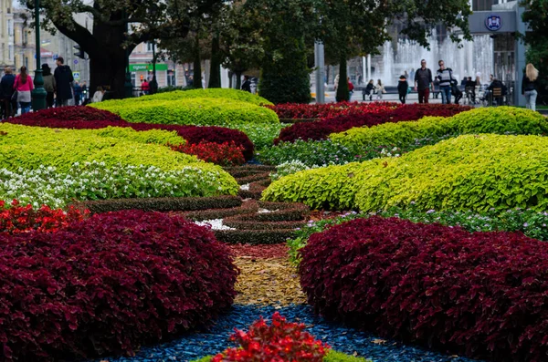 都市公園の容積式花壇のデザイン花壇の秋の花は非常に美しいです — ストック写真