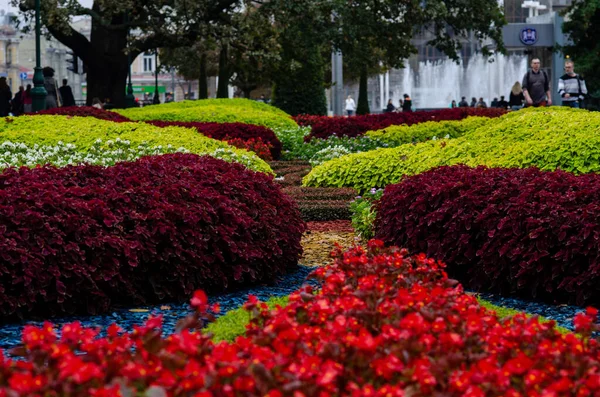 volumetric flower beds design of city parks autumn flowers on a flower bed are very beautiful