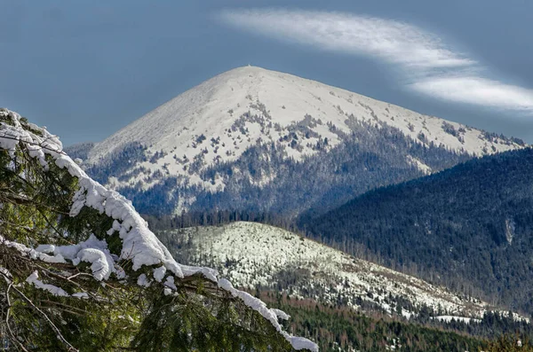 Ucrania Cárpatos Vista de los picos nevados con una rama de abeto en primer plano — Foto de Stock