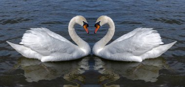 Sevgililer günü kuğuları boyunlarıyla bir kalp şekli oluştururlar ve sevgililer gününün sembolüdür.