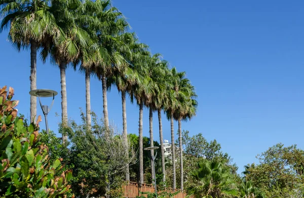 Amazingly Beautiful Row Palm Trees Waterfall Duden Antalya Turkey — Stock Photo, Image