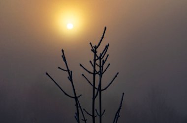 Gün doğumunda güneşin diski dağlardaki ağaçların dalları arasından görülebilir.