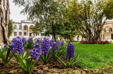 Çiçek açan büyük mavi coğrafya yatağı